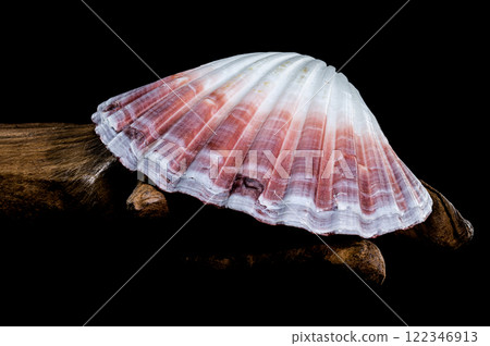 Pecten jacobaeus scallop shell on driftwood black background 122346913