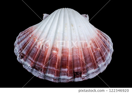 Pecten jacobaeus scallop shell on black background Pecten jacobaeus scallop shell on black background 122346920
