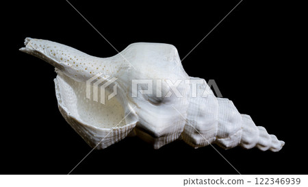 White Fusinus undatus seashell on black background White Fusinus undatus seashell on black background 122346939