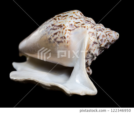 Lobatus raninus seashell on a black background 122346950