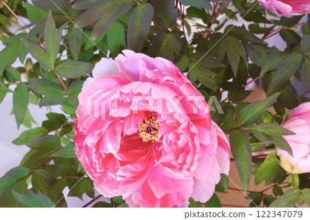 Gorgeous pink peony 122347079