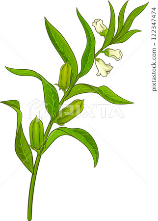Sesame Branch with Flowers and Leaves Colored Detailed Illustration. 122347474