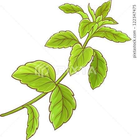 Stevia Branch Plant with Leaves Colored Detailed Illustration. Natural sweetener for health care Stevia Branch Plant with Leaves Colored Detailed Illustration. Natural sweetener for health care 122347475