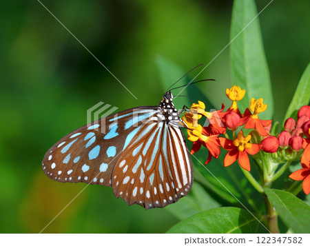 琉球麻木斑吸乳草花蜜 122347582