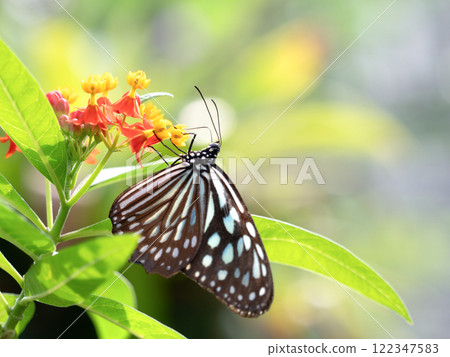 琉球麻木斑吸乳草花蜜 122347583