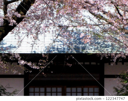 九本佛淨心寺院內的櫻花 122347747