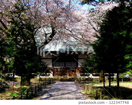 九本佛淨心寺院內的櫻花 122347748