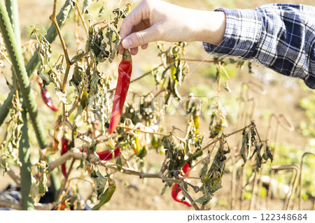 Woman with chili pepper Woman with chili pepper 122348684