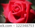 Close-up of a rose in full bloom 122348753