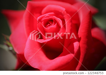 Close-up of a rose in full bloom Close-up of a rose in full bloom 122348753