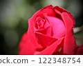 Close-up of a rose in full bloom 122348754
