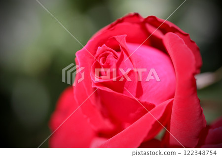 Close-up of a rose in full bloom Close-up of a rose in full bloom 122348754