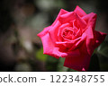 Close-up of a rose in full bloom 122348755