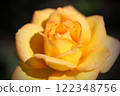 Close-up of a rose in full bloom 122348756