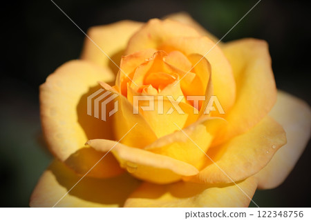 Close-up of a rose in full bloom Close-up of a rose in full bloom 122348756