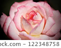 Close-up of a rose in full bloom 122348758