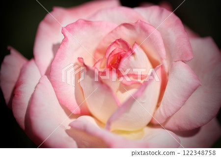 Close-up of a rose in full bloom Close-up of a rose in full bloom 122348758