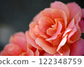 Close-up of a rose in full bloom 122348759
