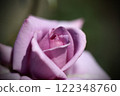 Close-up of a rose in full bloom 122348760