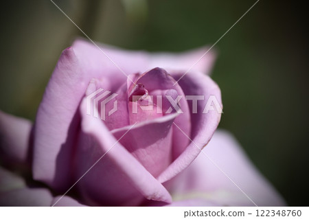 Close-up of a rose in full bloom 122348760