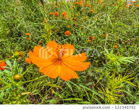 色彩鮮豔的花朵在秋風中搖曳~黃色波斯菊~ 色彩鮮豔的花朵在秋風中搖曳~黃色波斯菊~ 122348792
