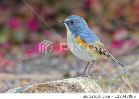 A blue-and-white flycatcher resting on a rock with camellia flowers in the background A blue-and-white flycatcher resting on a rock with camellia flowers in the background 122348869