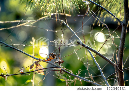 Winter landscape with vines and pine needles clinging to the branches Winter landscape with vines and pine needles clinging to the branches 122349181