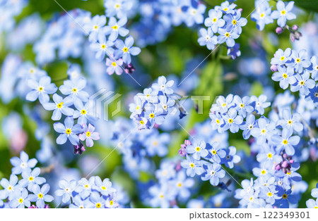 Forget-me-not flowers in a garden, top view. Spring flowers. Forget-me-not flowers in a garden, top view. Spring flowers. 122349301