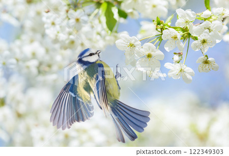 Little bird flies over blossom cherry tree with white flowers. Blue tit, Parus caeruleus Little bird flies over blossom cherry tree with white flowers. Blue tit, Parus caeruleus 122349303