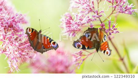 butterfly peacock on pink flower on colorful background 122349310
