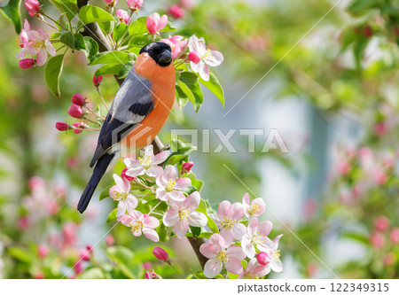 Little bird perching on branch of blossom apple tree with pink flowers. Bullfinch 122349315