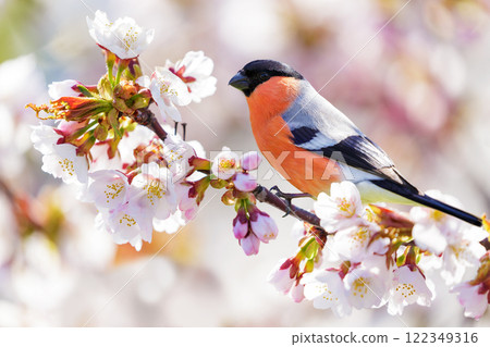 Little bird perching on branch of blossom cherry tree. Bullfinch 122349316