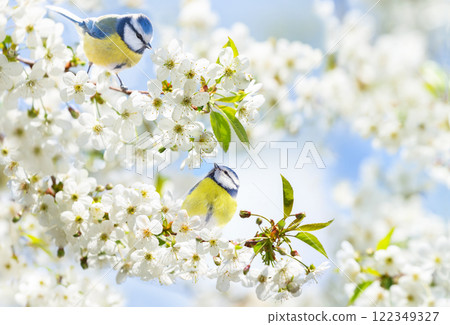 Little birds perching on branch with white flowers of blossom cherry tree. Blue tit. Parus caeruleus Little birds perching on branch with white flowers of blossom cherry tree. Blue tit. Parus caeruleus 122349327