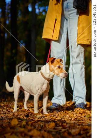 Woman walking her small dog in city park in fall season. Jack Russell Terrier playing in autumn forest with his owner. Female dog sitter walks with dog at morning, leads dog on leash. Pet care Woman walking her small dog in city park in fall season. Jack Russell Terrier playing in autumn forest with his owner. Female dog sitter walks with dog at morning, leads dog on leash. Pet care 122349551
