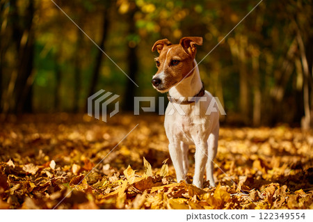 Dog standing in autumn park with colorful fallen leaves. Outdoor portrait of cute Jack Russell Terrier dog. Small dog walking in forest at autumn day 122349554