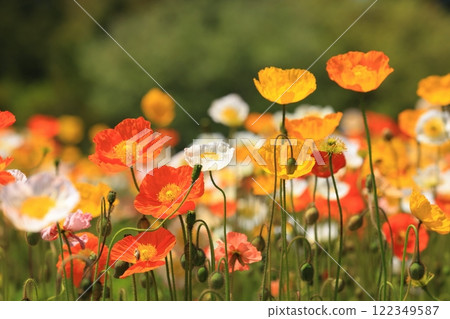 Iceland Poppy 1259 122349587