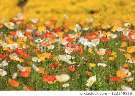 Iceland Poppy 1268 Iceland Poppy 1268 122349589