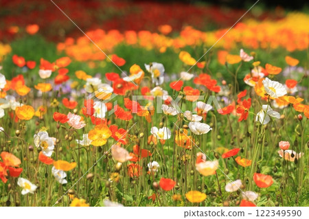 Iceland Poppy 1269 Iceland Poppy 1269 122349590
