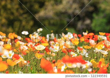 Iceland poppy 1270 Iceland poppy 1270 122349591