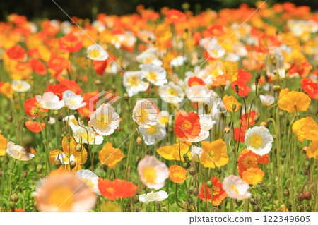Iceland Poppy 1290 122349605