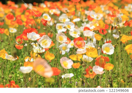 Iceland poppy 1291 122349606