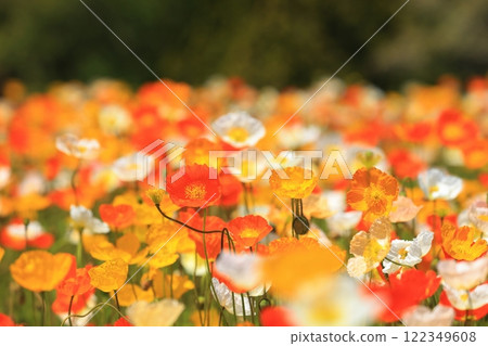 Iceland Poppy 1294 122349608