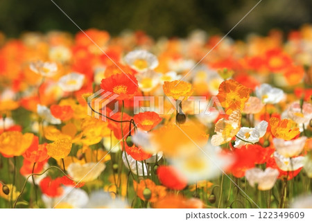 Iceland Poppy 1298 122349609