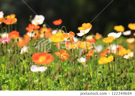 Iceland Poppy 1210 Iceland Poppy 1210 122349684