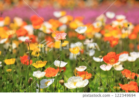 Iceland Poppy 1228 Iceland Poppy 1228 122349694