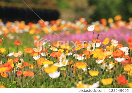 Iceland Poppy 1231 122349695