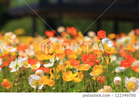 Iceland Poppy 1249 Iceland Poppy 1249 122349708