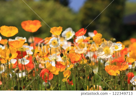 Iceland Poppy 1254 122349713