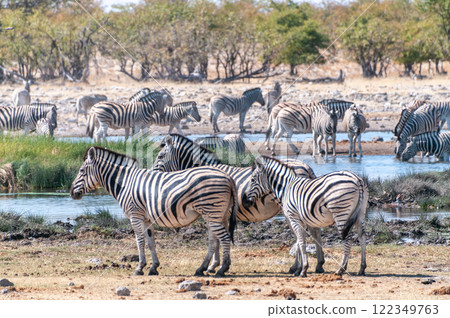 Zebras in Etosha Zebras in Etosha 122349763