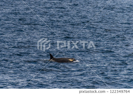 Killer whales in the Antarctic 122349764